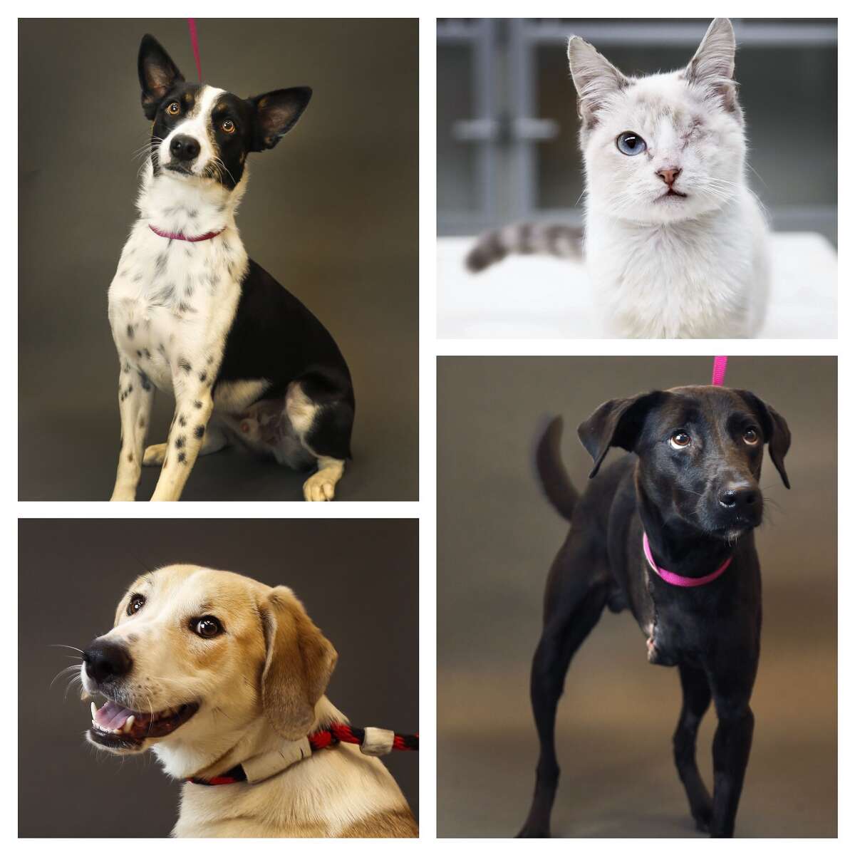 Animals available for adpotion from the Houston SPCA. Photographed Monday, Nov. 19, 2018, in Houston.
