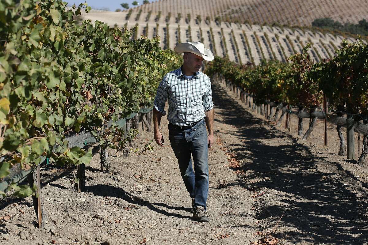 Winemaker Jeremy Weintraub checks the 1964 Pino Noir vines at Adelaida Vineyards on Wednesday, 10/24, 2018 in Paso Robles, California.