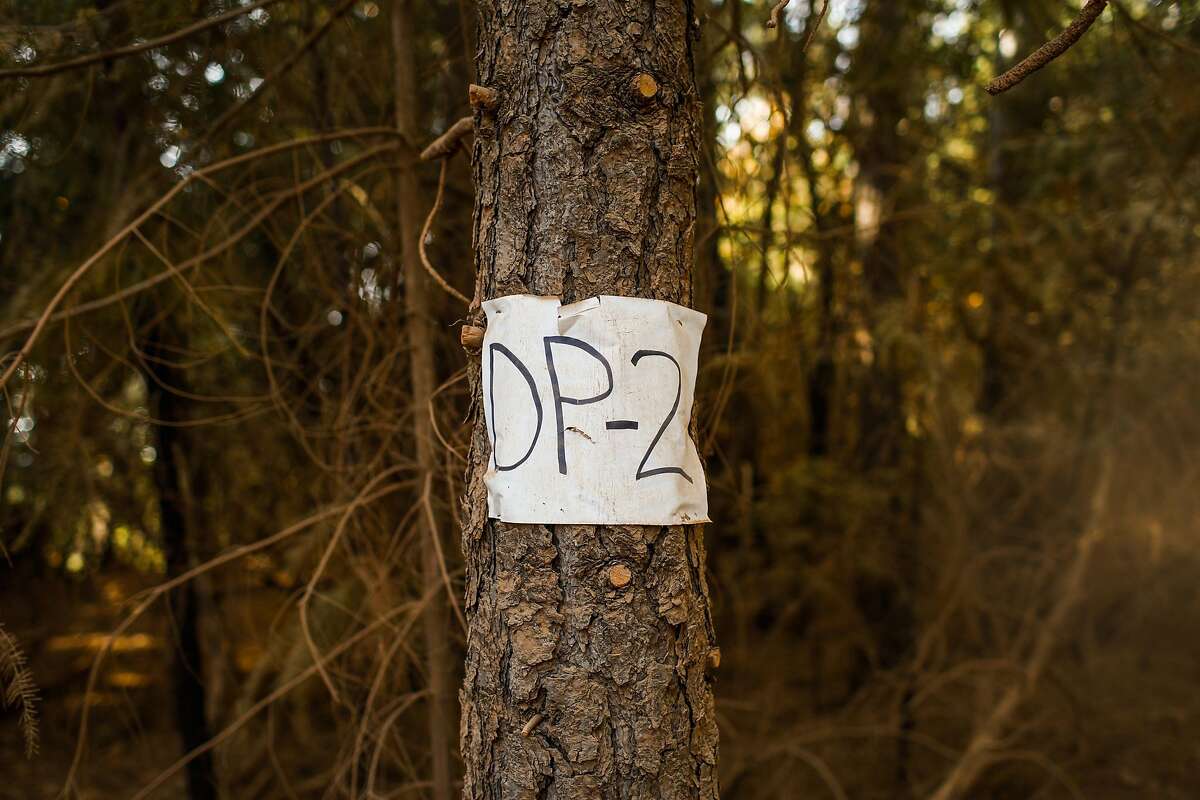 A drop point sign is seen on a tree where the fire would be placed in the burn unit off of Doe Mill Road in Forest Ranch, California, on Monday, Nov. 19, 2018. Surrounding trees had been cut down and a prescribed burn had been done to keep the area safe from wildfires.