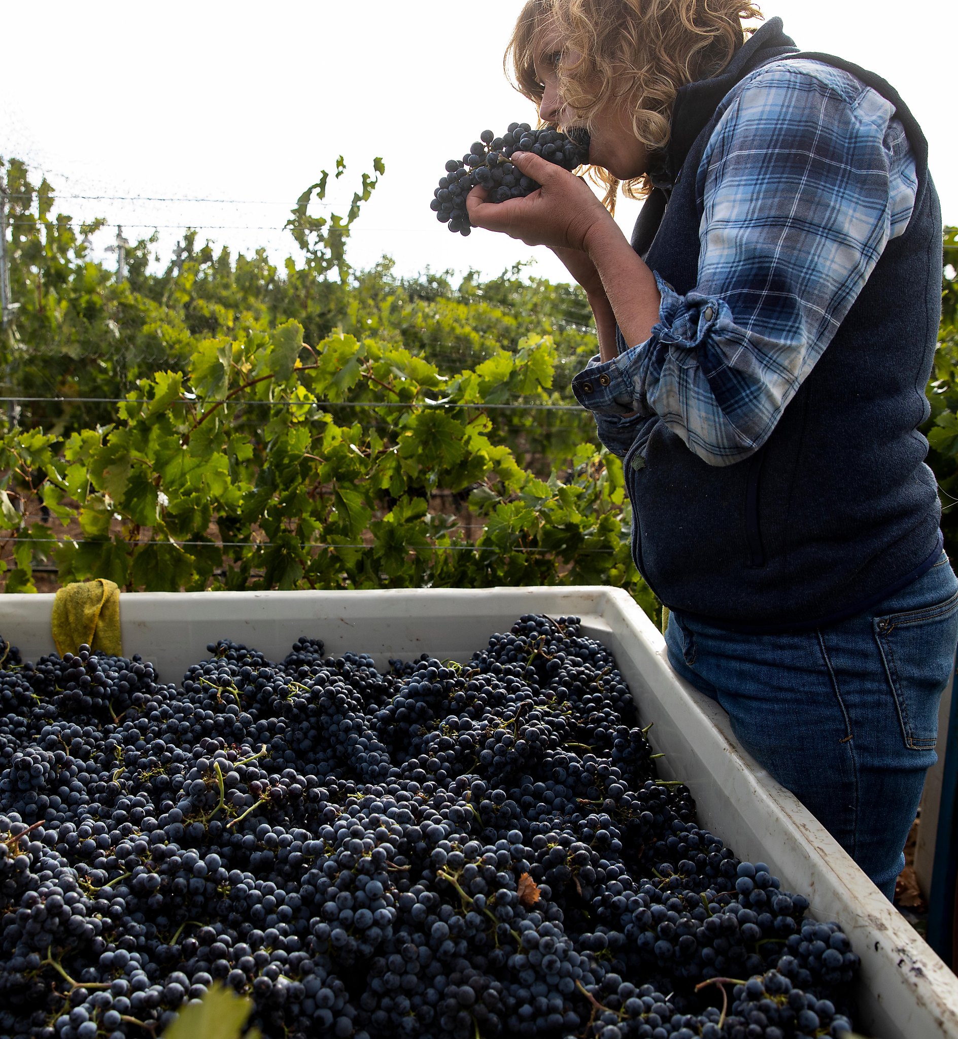 US Supreme Court rejects ad challenge from state grape growers
