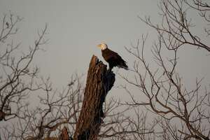 An American bald eagle, nesting close to a major roadway along Texas 29 in Llano County seem undisturbed by the attention of tourists and birders from all over Texas. (Photo by Robert Daemmrich Photography Inc/Corbis via Getty Images)