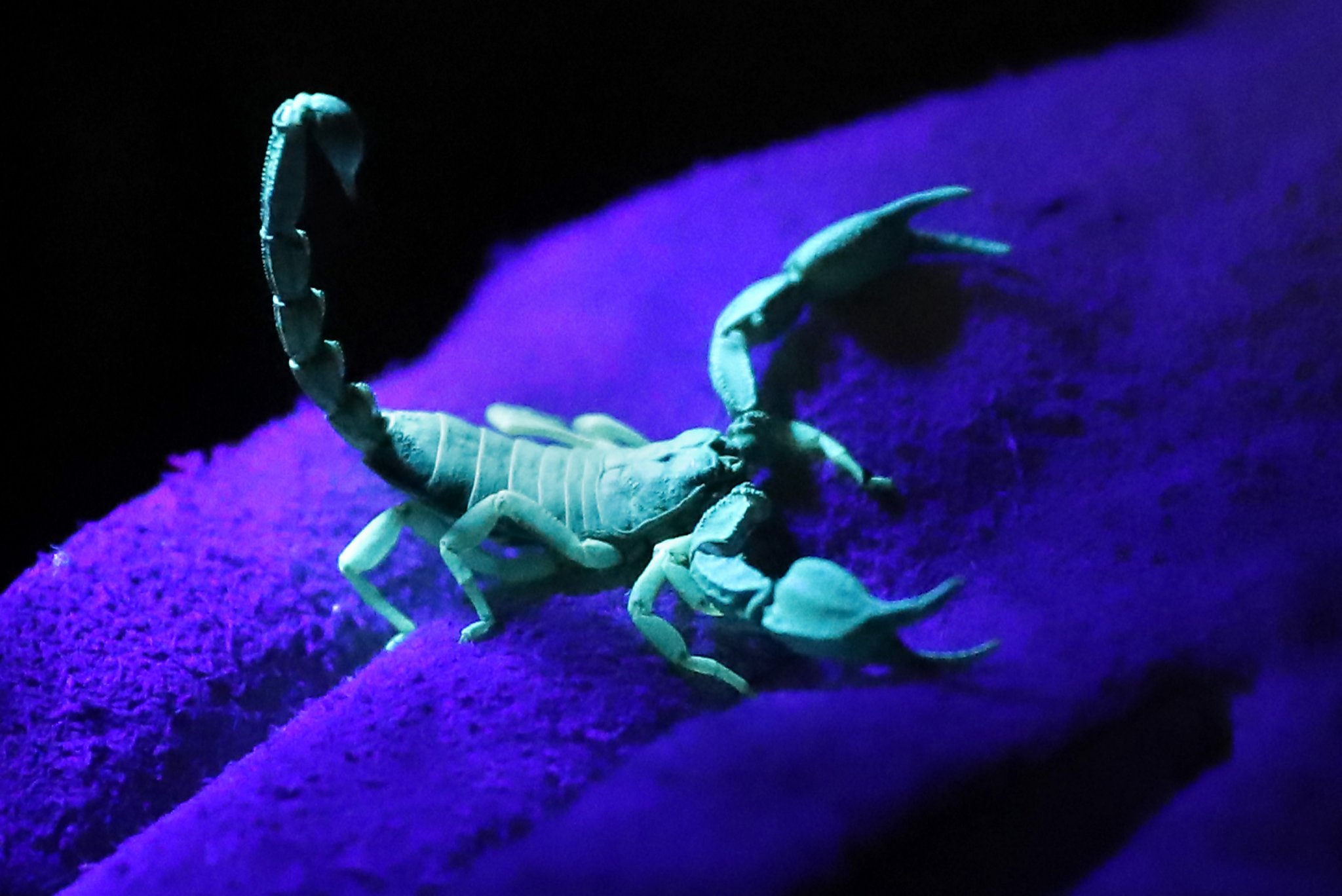 scorpions under black light