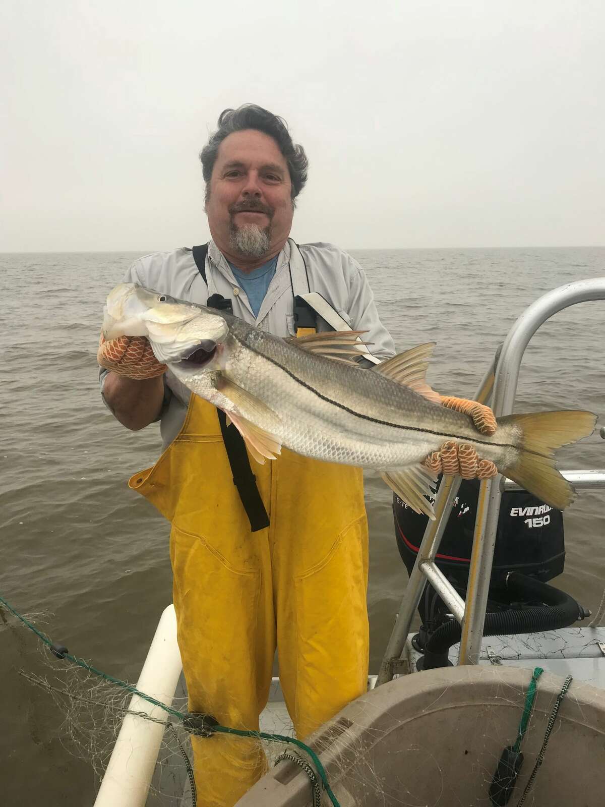 Snook, a tropical species long restricted to the lower Texas coast, appear to be expanding their range, Texas coastal fisheries sampling indicates. This large snook was one of several of these premier game fish caught, measured and released in the Matagorda Bay system during recent research.