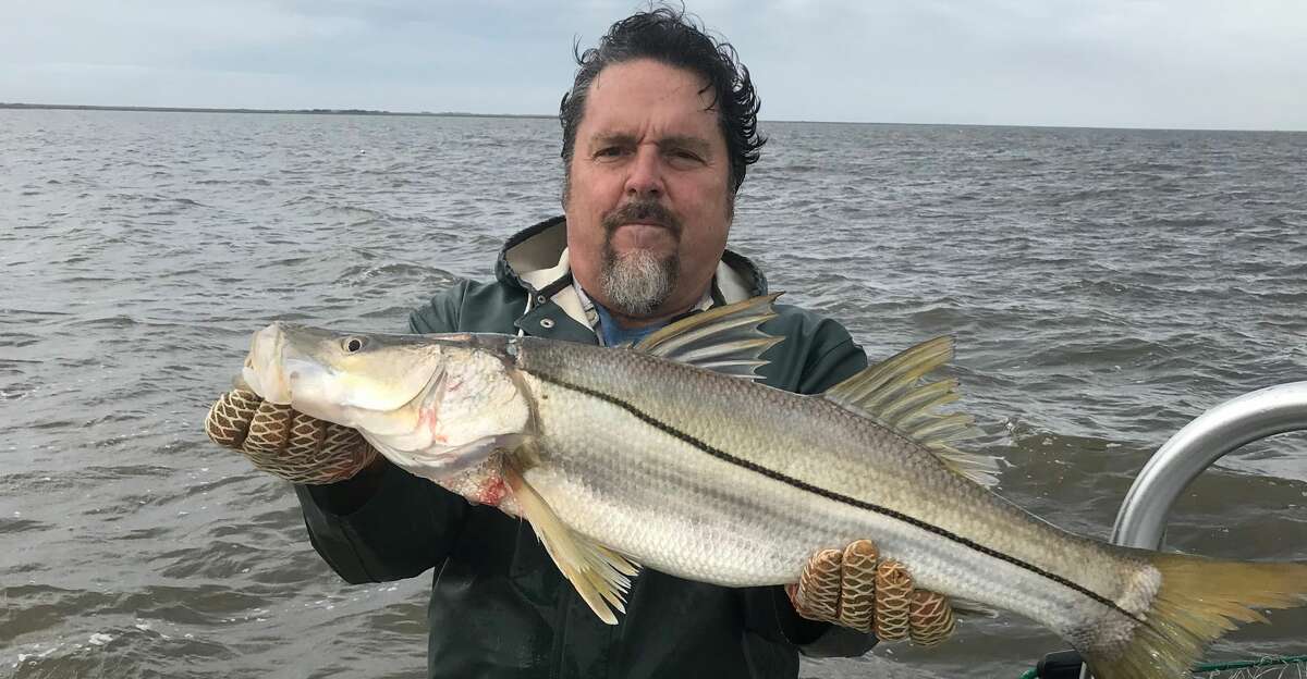Snook, a tropical species long restricted to the lower Texas coast, appear to be expanding their range, Texas coastal fisheries sampling indicates. This large snook was one of several of these premier game fish caught, measured and released in the Matagorda Bay system during recent research.