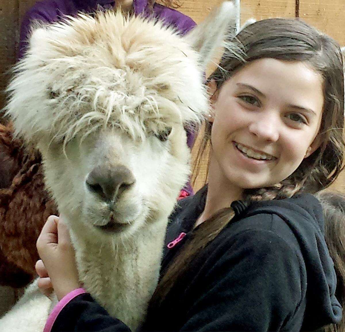 New England Alpacas of Killingworth will continue its annual open farm this weekend.