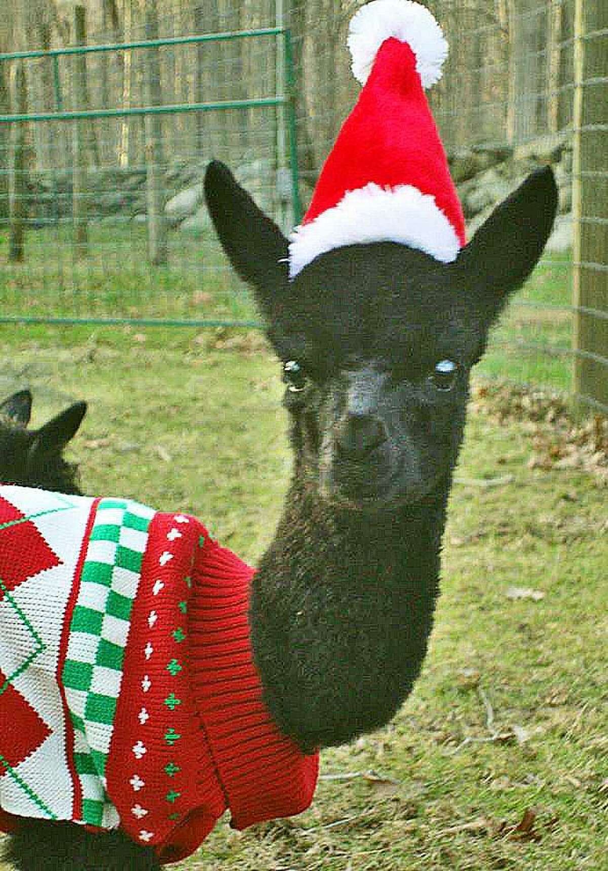 Outfitted for Christmas, Atala the alpaca greets visitors to Killingworth’s New England Alpacas.