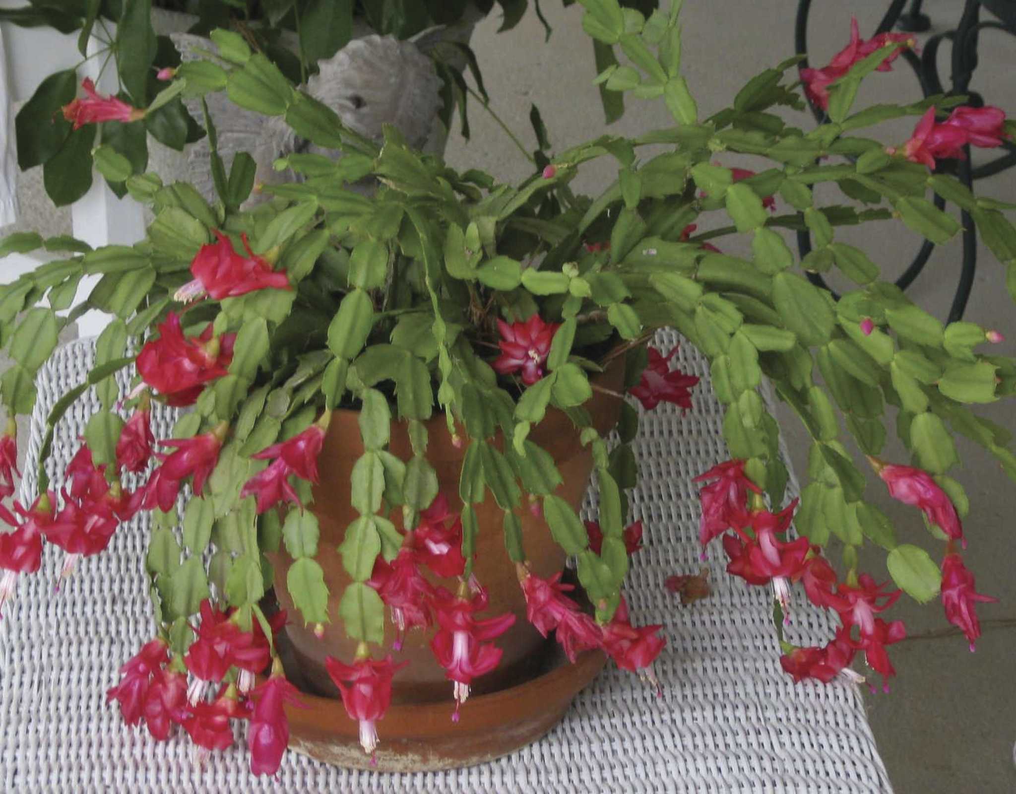 The Christmas Cactus A Beautiful Plant At The Darkest Time Of Year The Courier