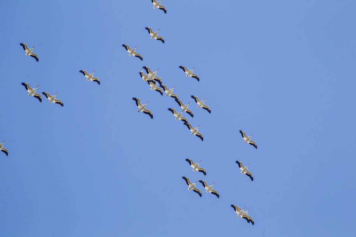 White Pelicans Make A Flyby Over Texas