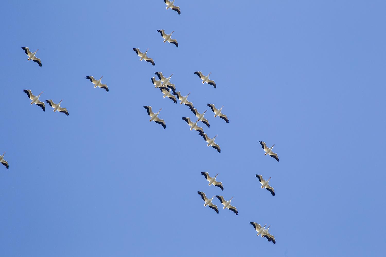 american white pelican migration