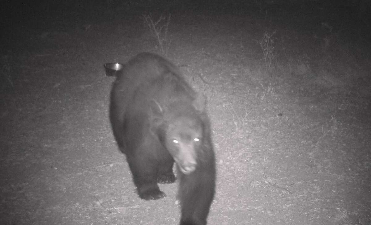A big black bear is captured on wildlife cam Thanksgiving week, when bears are packing on calories prior to hibernation