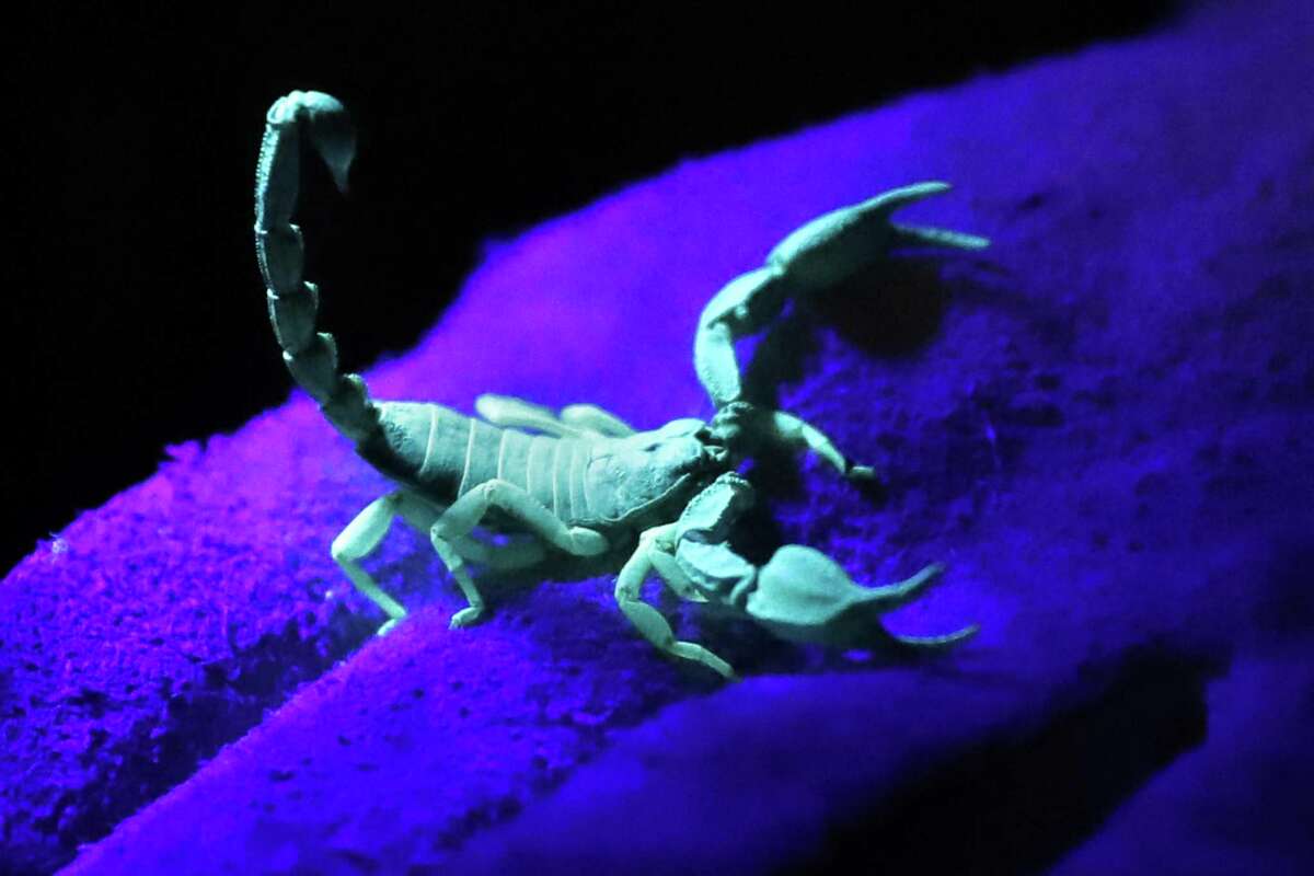 California Academy of Sciences' arachnologist Lauren Esposito holds a pacific forest scorpion glowing under UV light on Mt. Tamalpais in Mill Valley on Monday, November 5, 2018.
