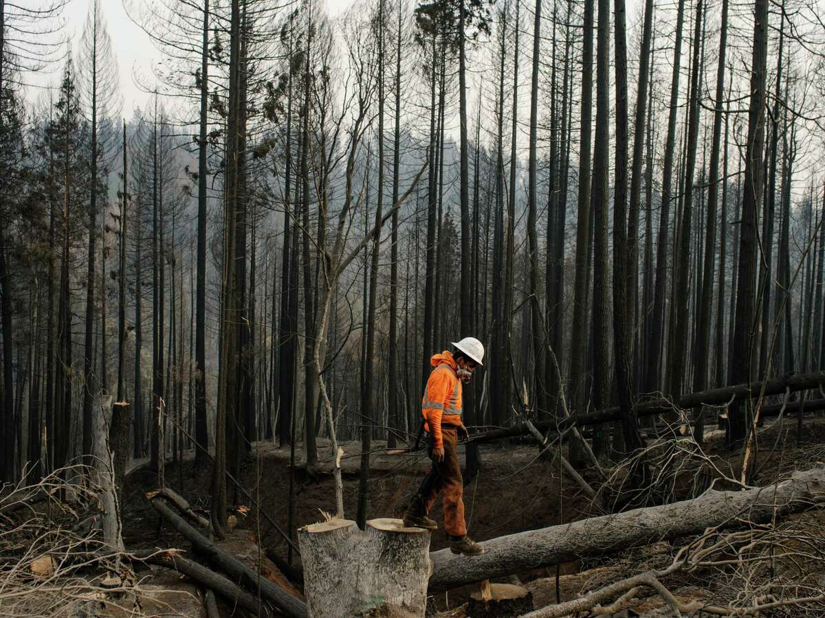 An Arbor Works crew member clears trees in the aftermath of the Camp Fire in Magalia, Calif., Nov. 20, 2018. Friday's government report, detailing in stark terms the economic cost of climate change, is likely to be played down by the administration, even as opponents use it to attack President Donald Trump's policies. (Jason Henry/The New York Times)