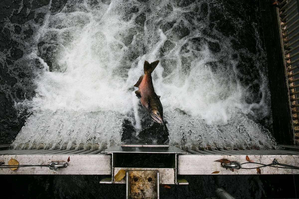 A salmon attempts to jump up the fish ladder to the Mokelumne River Hatchery in Clements, Calif. Thursday, November 16, 2017.