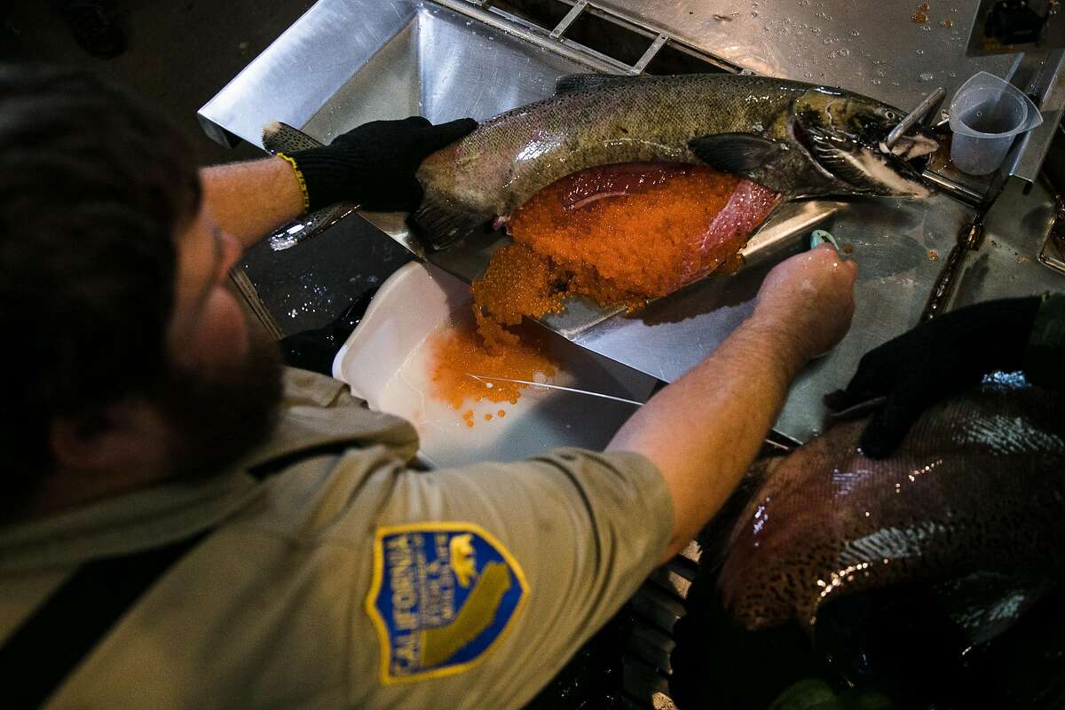 Brian Rodman of California Department of Fish and Wildlife opens up a mature female salmon to release eggs for the artificial spawning process at the Mokelumne River Hatchery in Clements, Calif. Thursday, November 16, 2017.