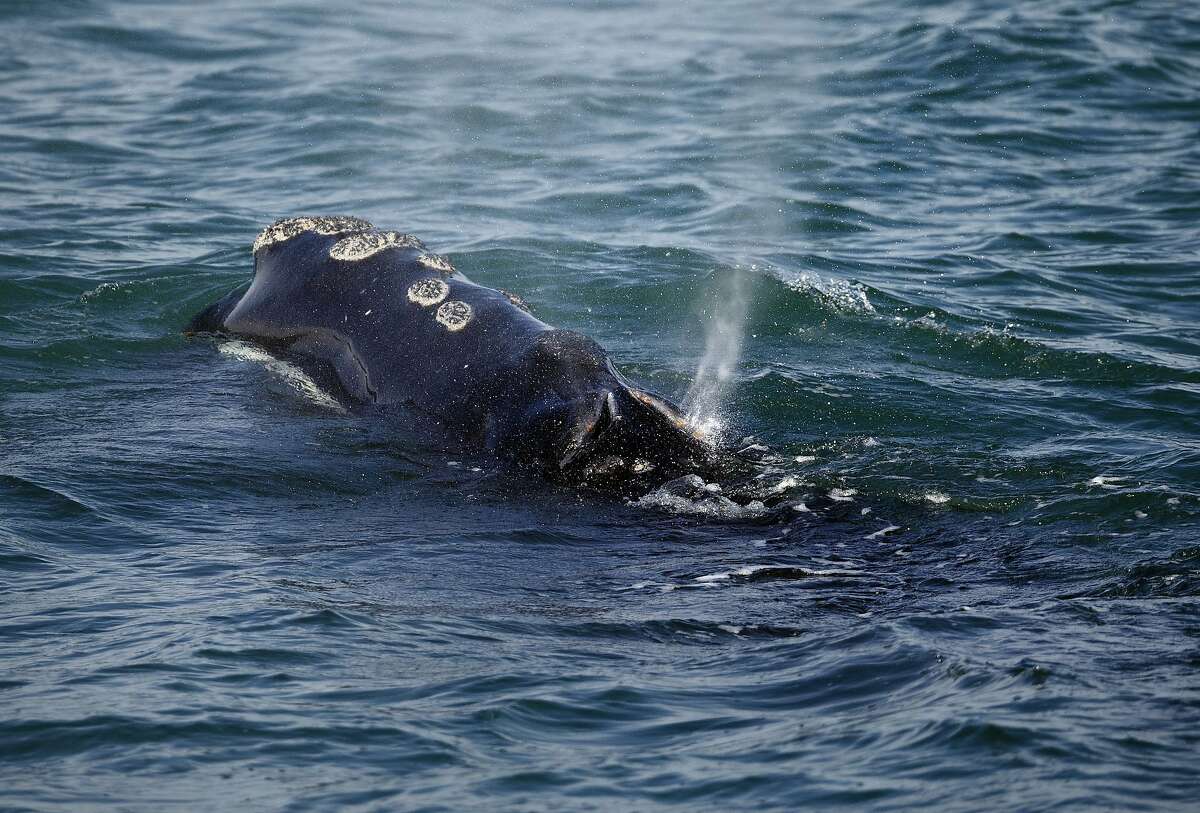 FILE -- In this Wednesday, March 28, 2018 file photo, a North Atlantic right whale feeds on the surface of Cape Cod bay off the coast of Plymouth, Mass. Scientists have developed a video simulation of how whales become entangled in fishing lines, and say the technology could help lead to new and safer gear designs. Researchers say entanglements are a leading cause of right whale deaths. (AP Photo/Michael Dwyer, File)