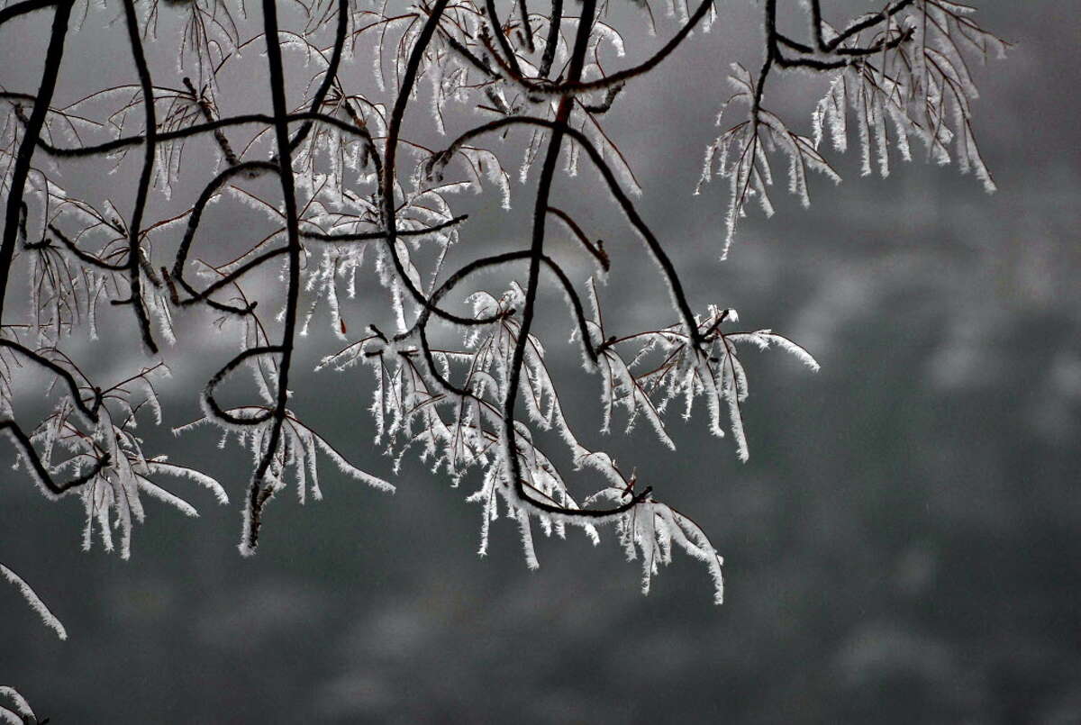PHILIP KAMRASS/TIMES UNION -- Ice encrusted branches hang from trees at the Cliff Edge Overlook at the John Boyd Thacher State Park in New Scotland, NY Thursday December 11, 2008.