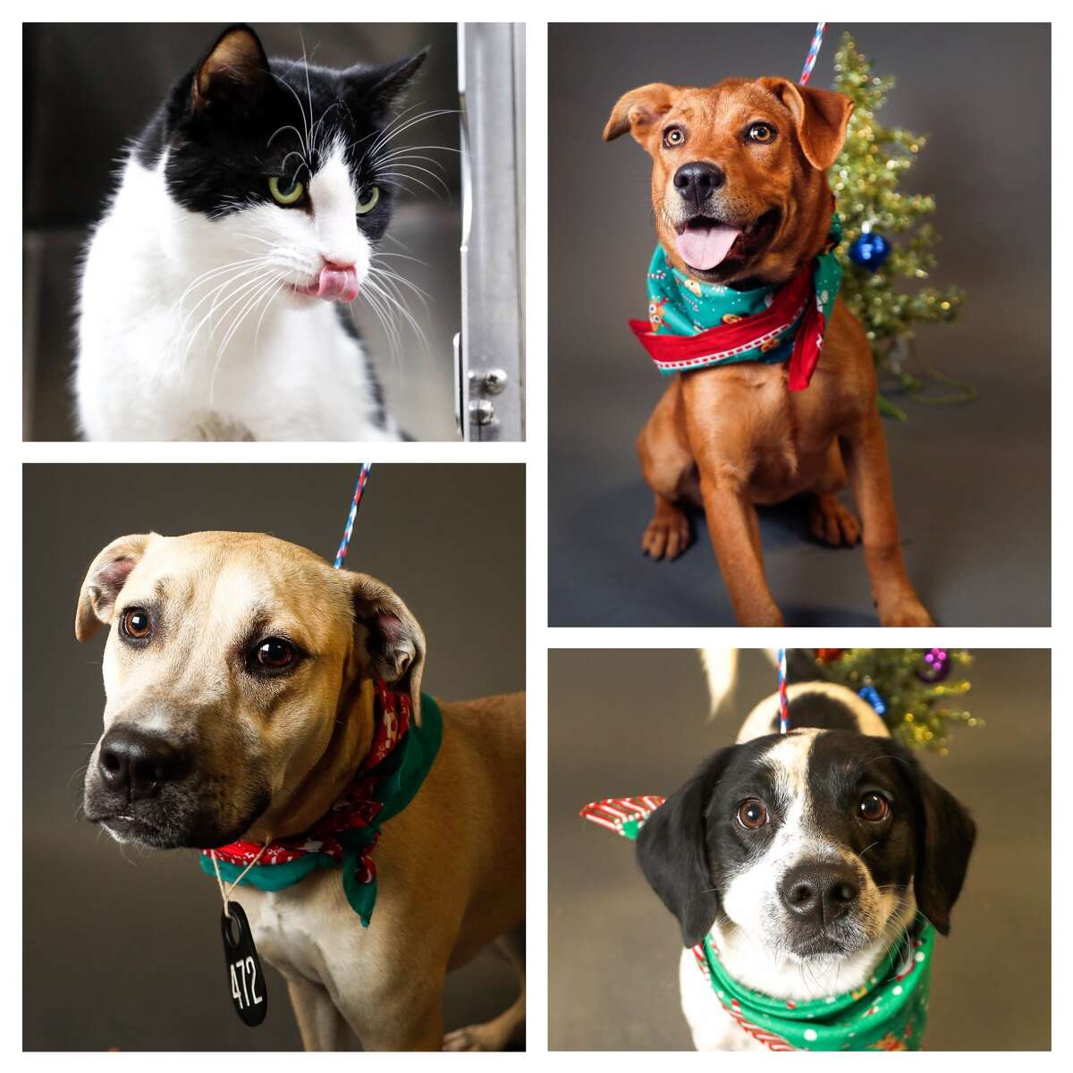 Pets of the Week: Harris County Animal Shelter