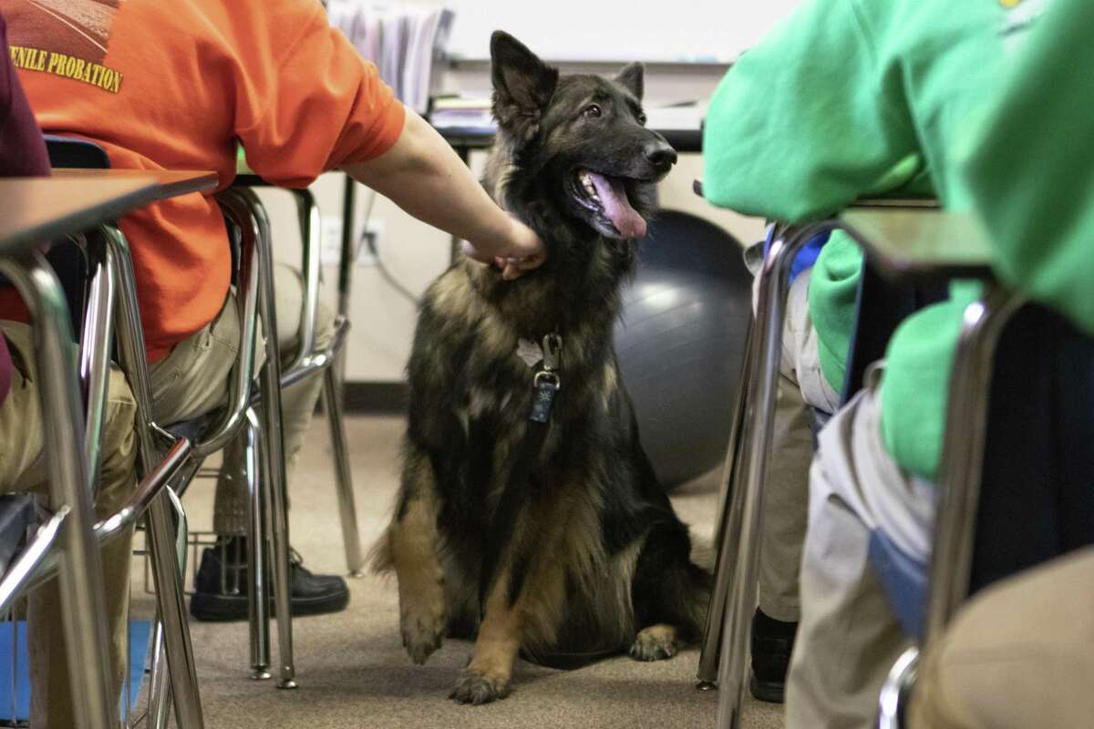 Rescue dogs visit Conroe ISD students in detention to bridge lessons ...