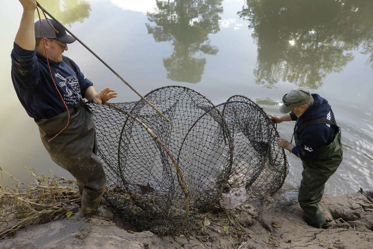 Eric Munscher, left, director of Turtle Survival Alliance-North American Freshwater Turtle Research Group, and Arron Tuggle, right, a research assistant, retrieve an alligator snapping turtle the group trapped in Buffalo Bayou as part of the process of tagging turtles Saturday, Nov. 24, 2018. The male turtle was approximately 20-years-old and weighed around 40 pounds.