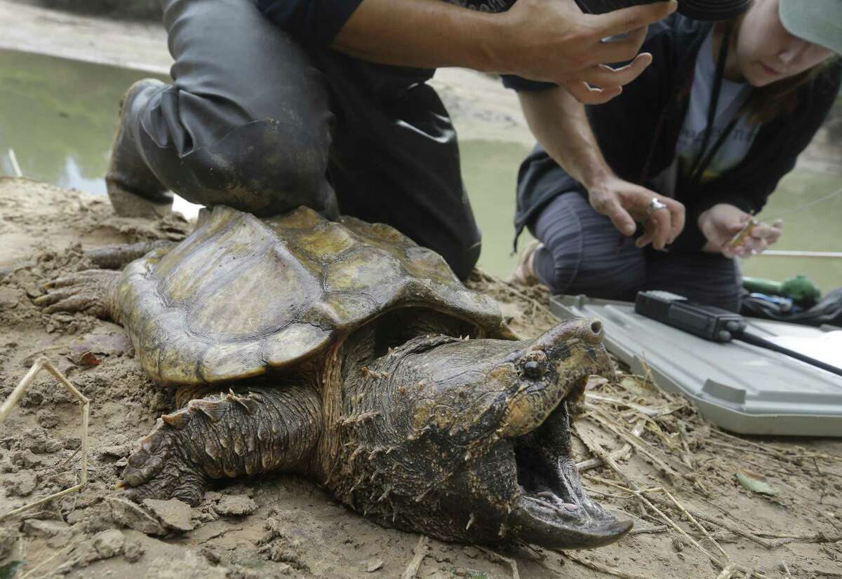 Buffalo Bayou an unlikely hotbed for alligator snapping turtles