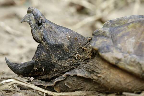 Buffalo Bayou an unlikely hotbed for alligator snapping turtles ...