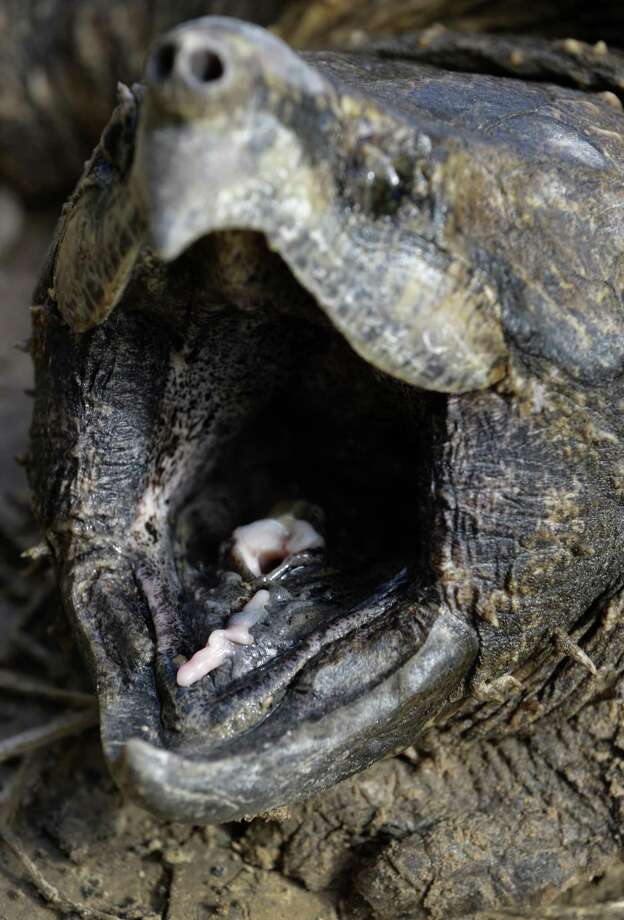 Researchers surprised to find threatened species in Houston bayou San