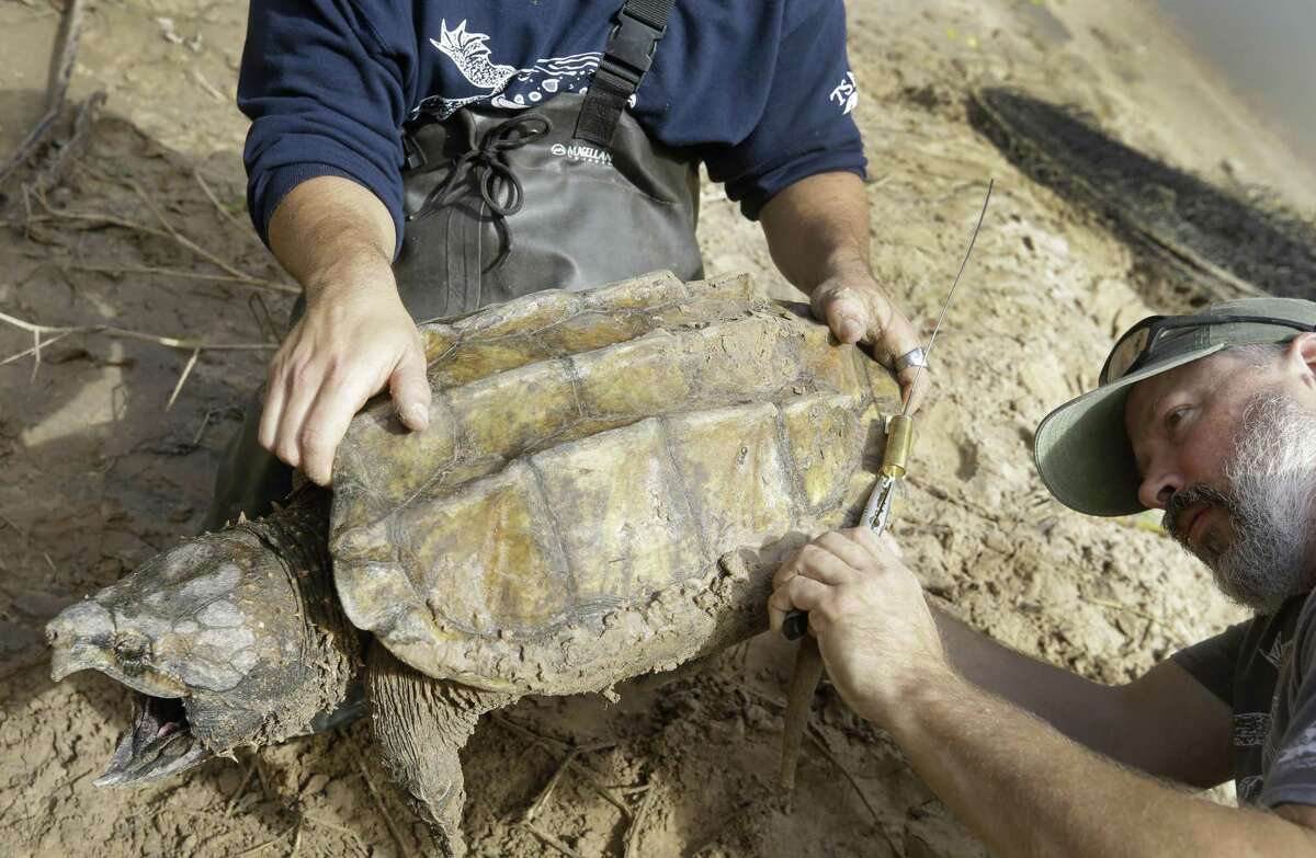 Buffalo Bayou an unlikely hotbed for alligator snapping turtles