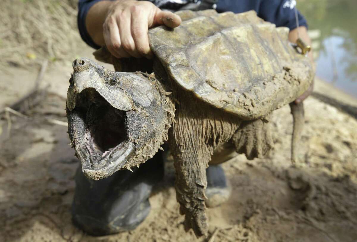A male alligator snapping turtle that is approximately 20-years-old and weighs around 40 pounds is shown after being trapped by the Turtle Survival Alliance-North American Freshwater Turtle Research Group as part of the process of tagging turtles Saturday, Nov. 24, 2018. He was released after the group attached it with a radio frequency transmitter.
