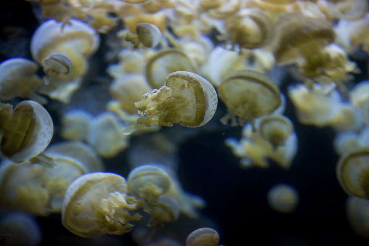 Behind-the-scenes breeding at Houston Zoo keeps jellyfish tanks stocked