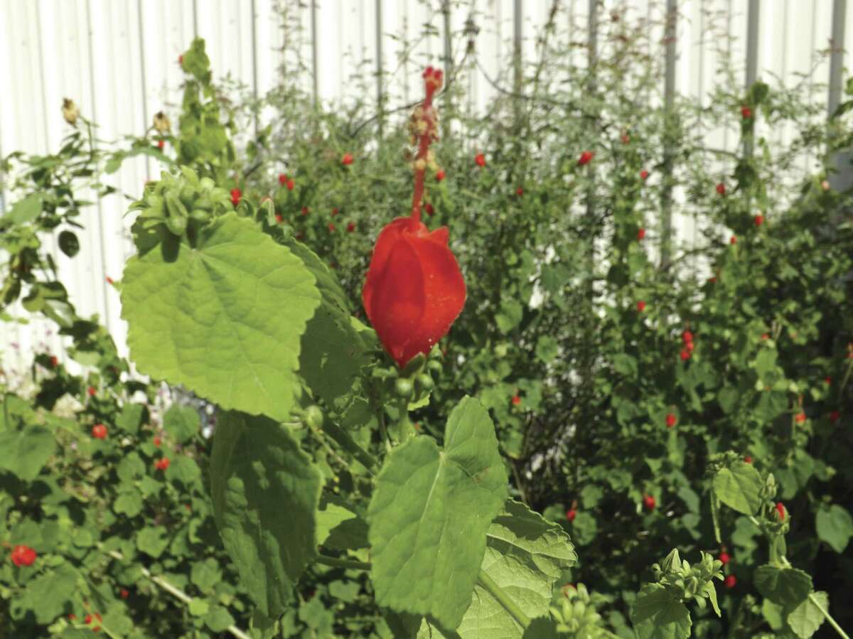 The Turk’s Cap grows low to the ground in shade while reaching heights of three to six feet in full sun.