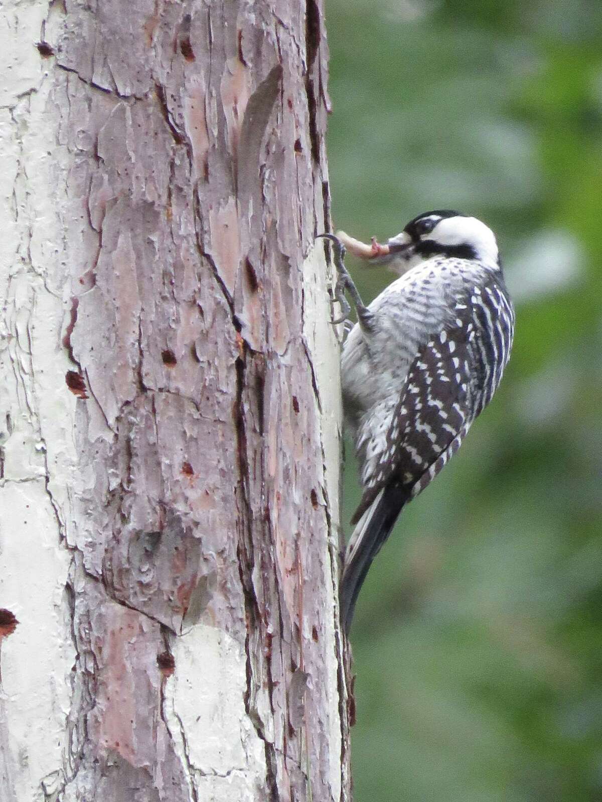 The Texas A& Forest Service announced it has received two pairs of unrelated Red-Cockaded Woodpeckers, which can now call Jones State Forest in Conroe home.