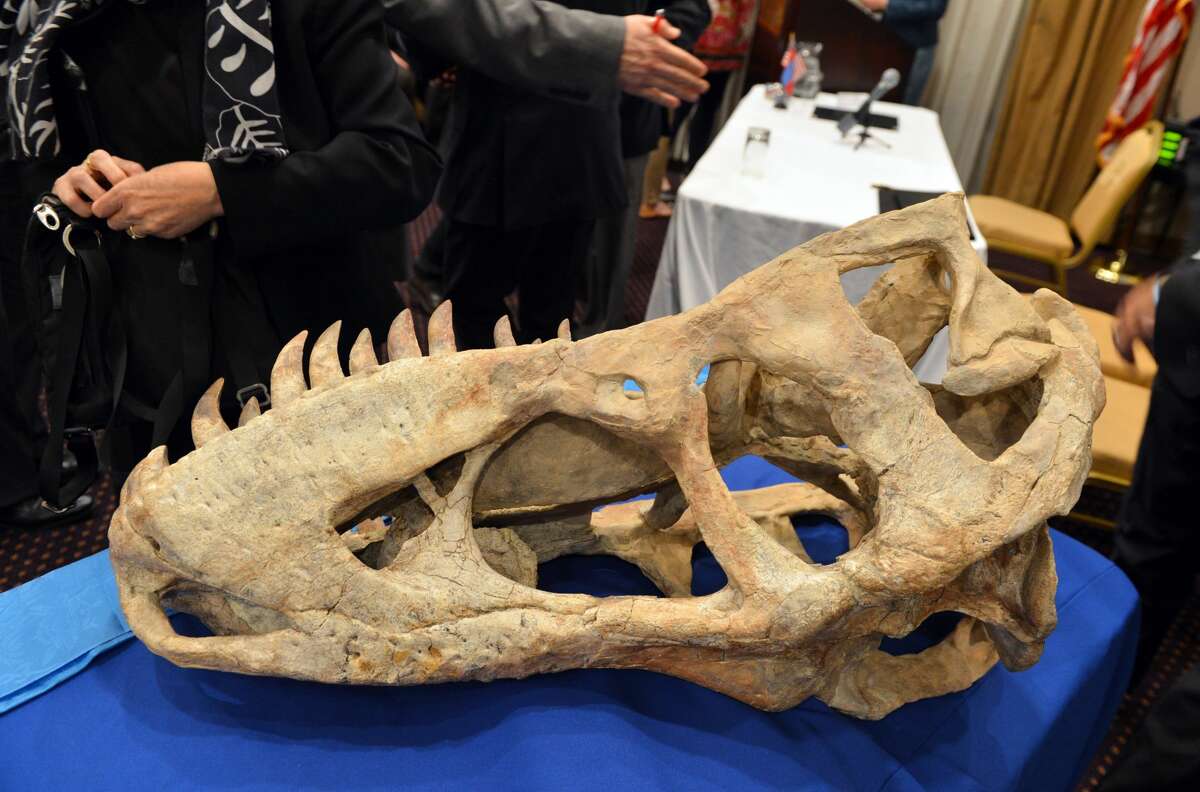 A federal judge in Forth Worth sided with a Texas physician fighting to prevent a dinosaur skull he purchased from being returned to Mongolia, where authorities said it was smuggled from. >>> See 11 facts about dinosaurs