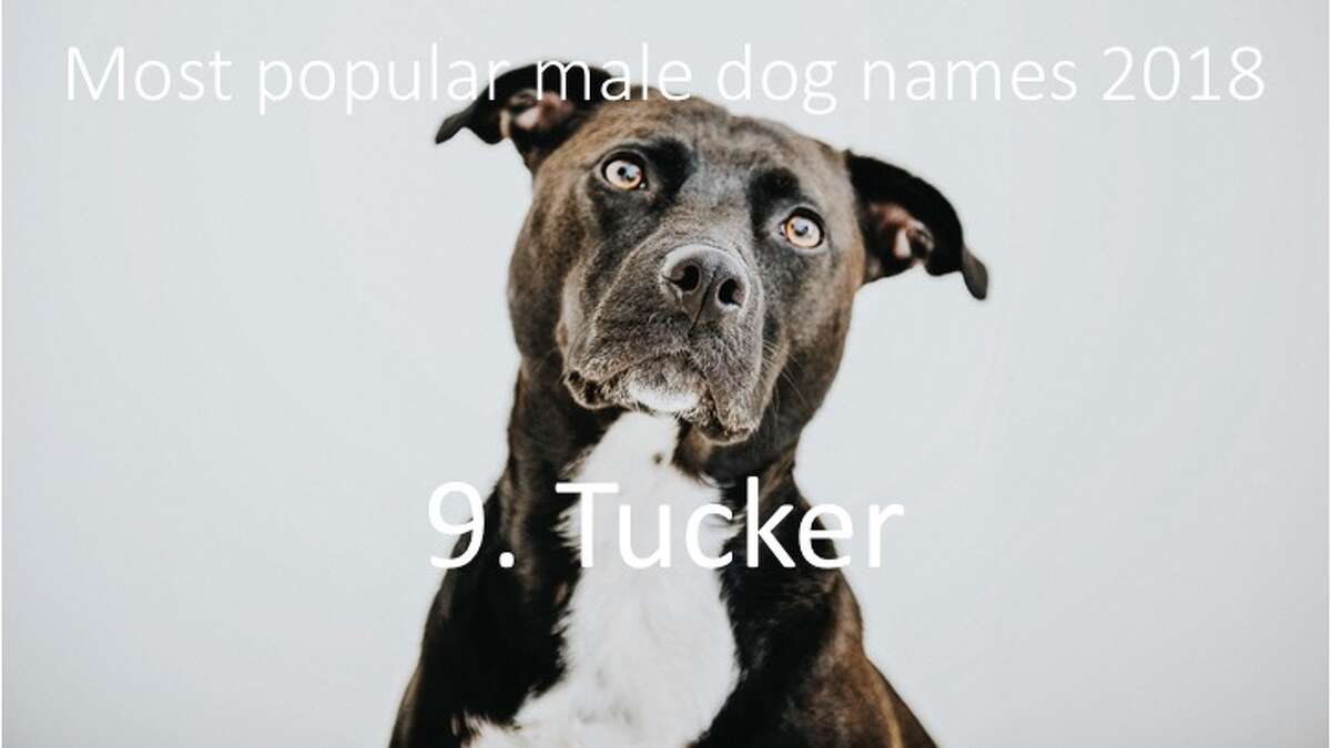 Most popular dog names of 2018 Cardi B rose 1,000 percent in popularity