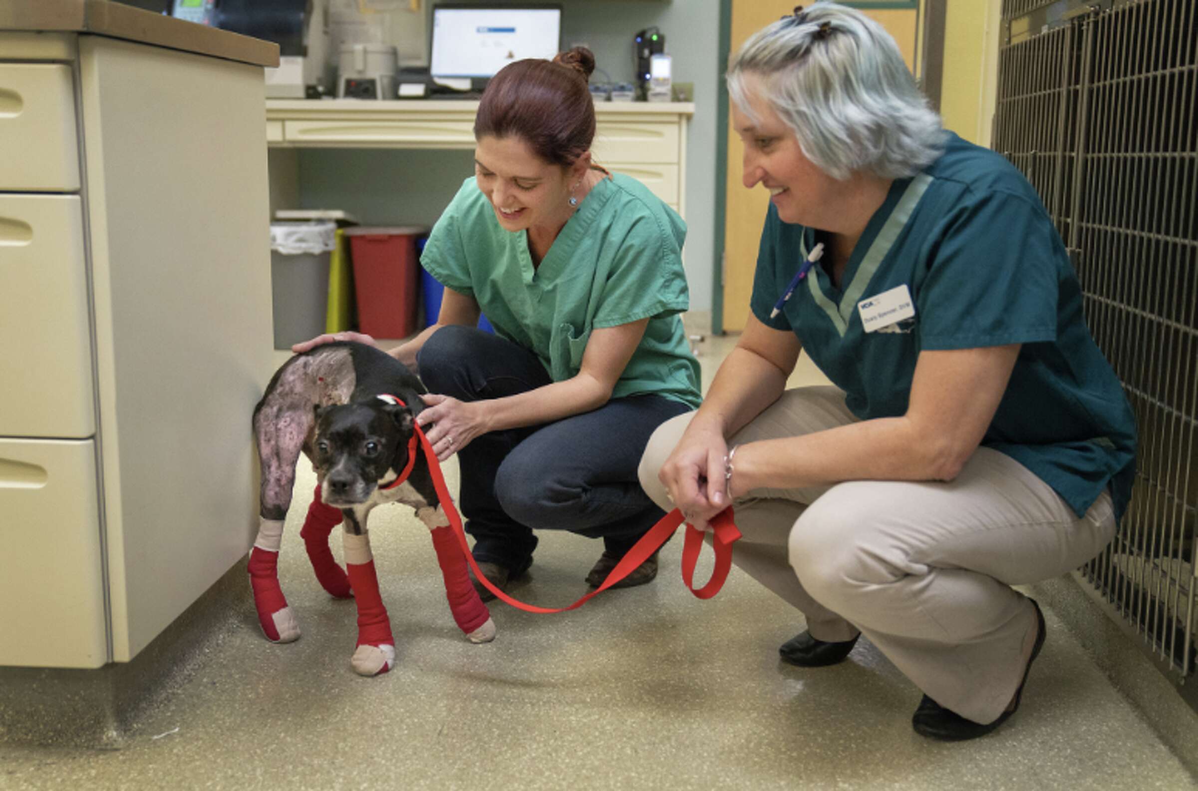 In a first for animal medicine, NorCal vets use fish skin to heal cats ...