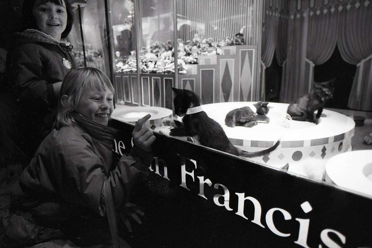 Bob Mahoney, expert window dresser, as he is working on Gump's Christmas window display included dogs and cats from the SPCA November 27, 1987