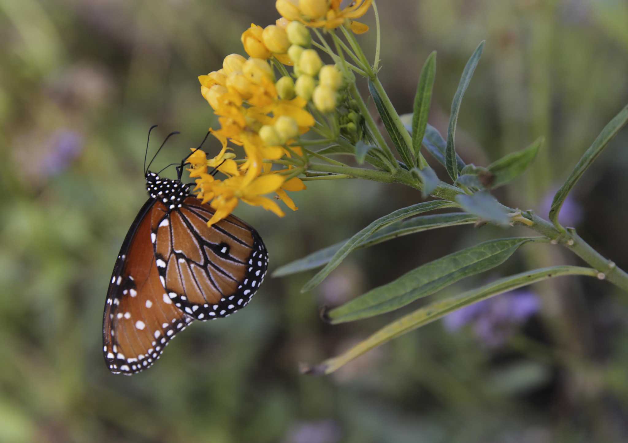 San Antonio butterflies hold their own despite weather in 2019