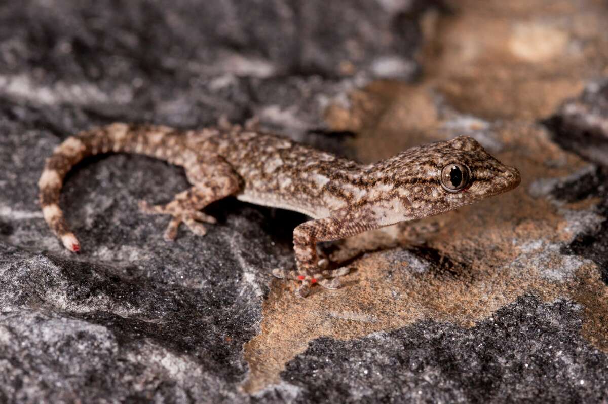 Here's how geckos are able to run on water
