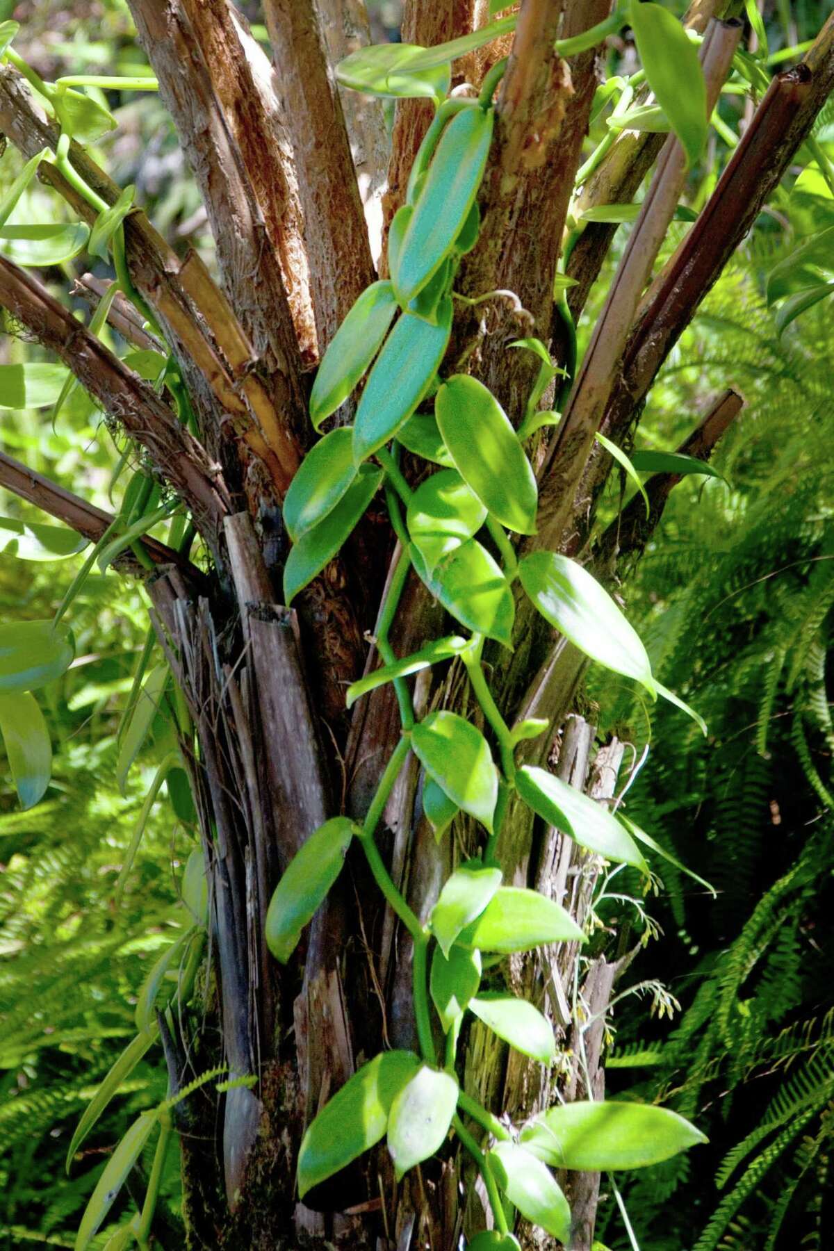 Vanilla orchid a glossy, vining plant that needs water