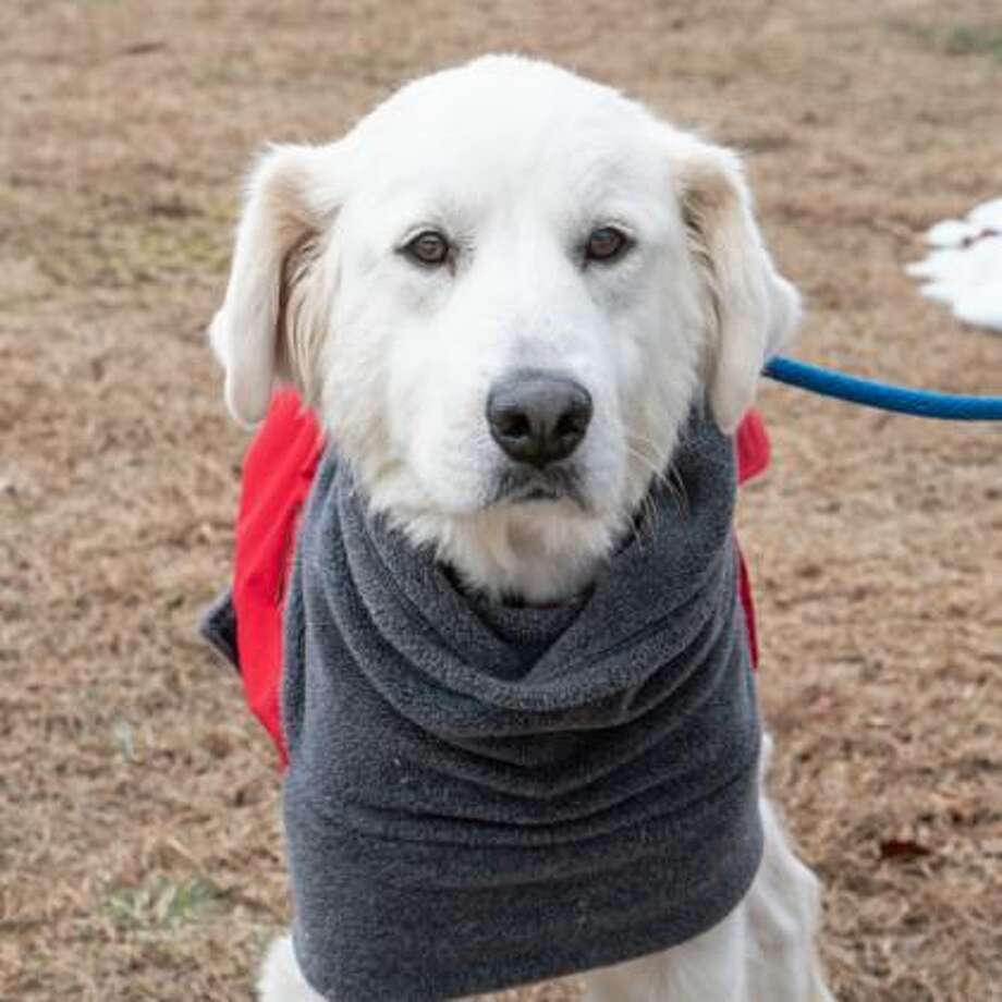 best pet for a 4 year old