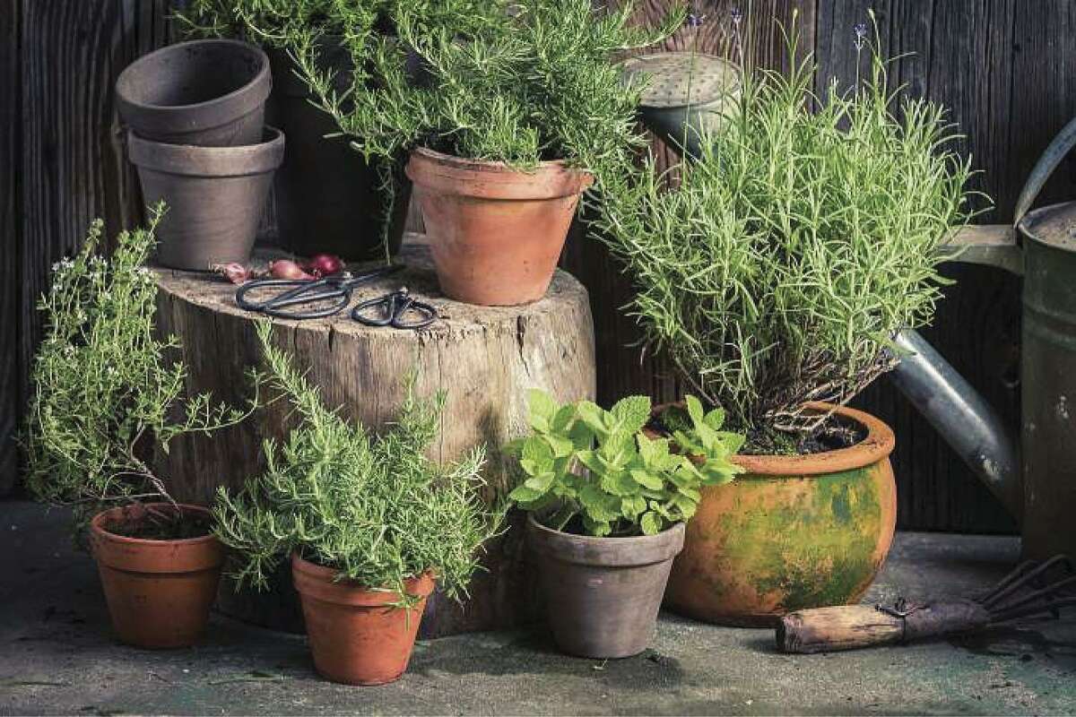 Pots are a great way to grow herbs, either inside or out. Just remember that soil and watering requirements for herbs in pots are different than those in the ground. Rosemary, oregano and mint do extraordinarily well in pots, although oregano and mint do not do well in cold weather.