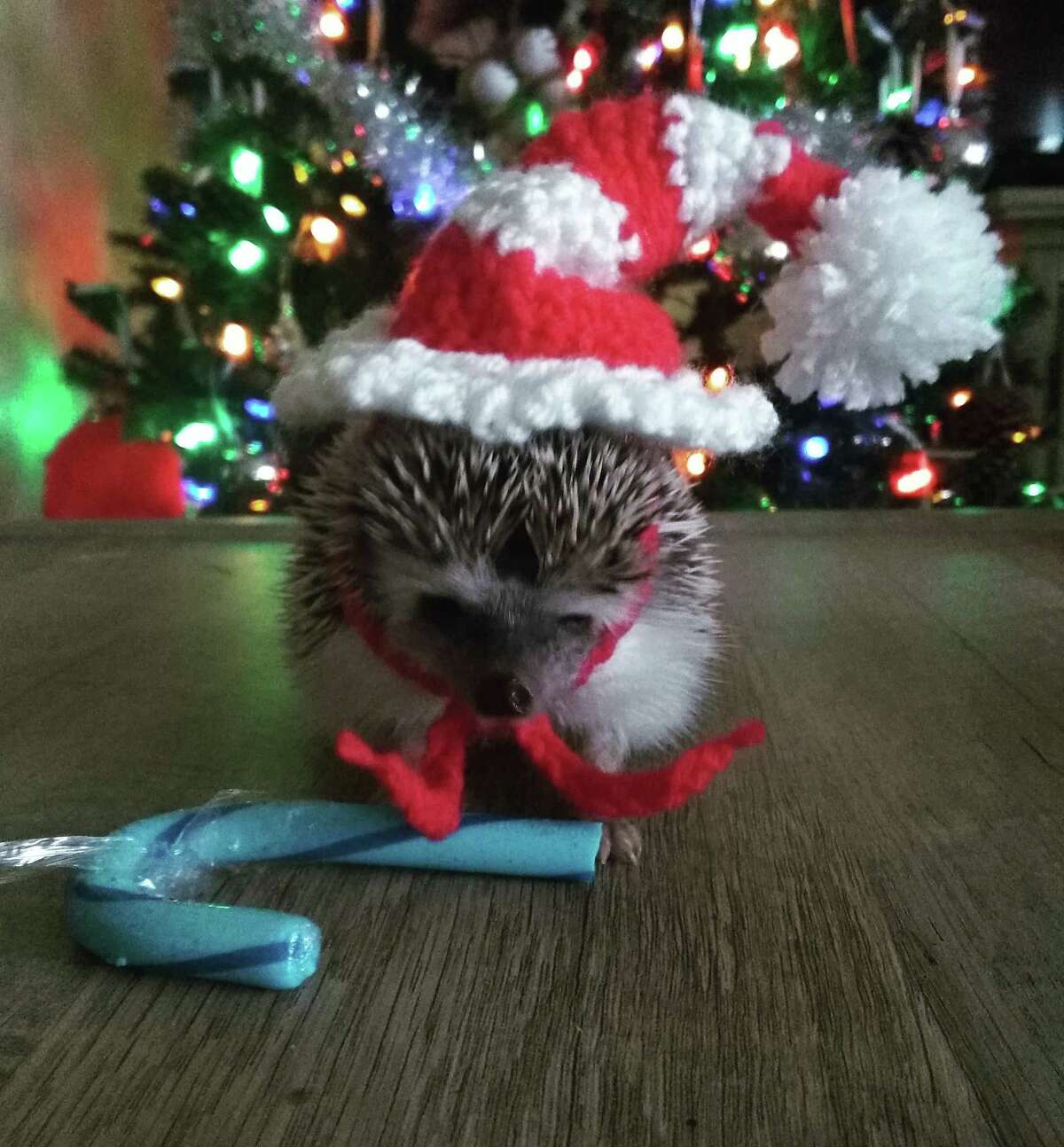 Wilbur the rescued hedgehog models a crocheted Christmas hat made by his owner, Melissa Schreiner.