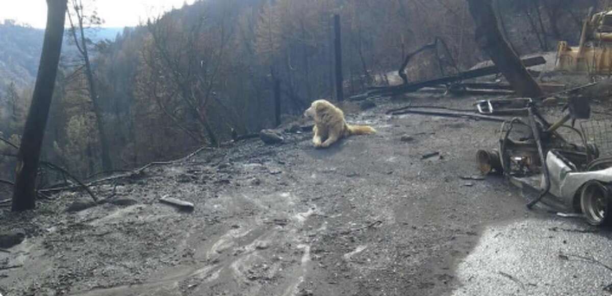 A dog that was left behind in the Camp Fire was found alive waiting for its owners to return to what was left of their home.