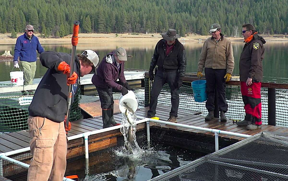 A volunteer pours a bucket of trout into a trout pen at Lake Siskiyou, where they will be fed over winter and grown to large sizes for release next May