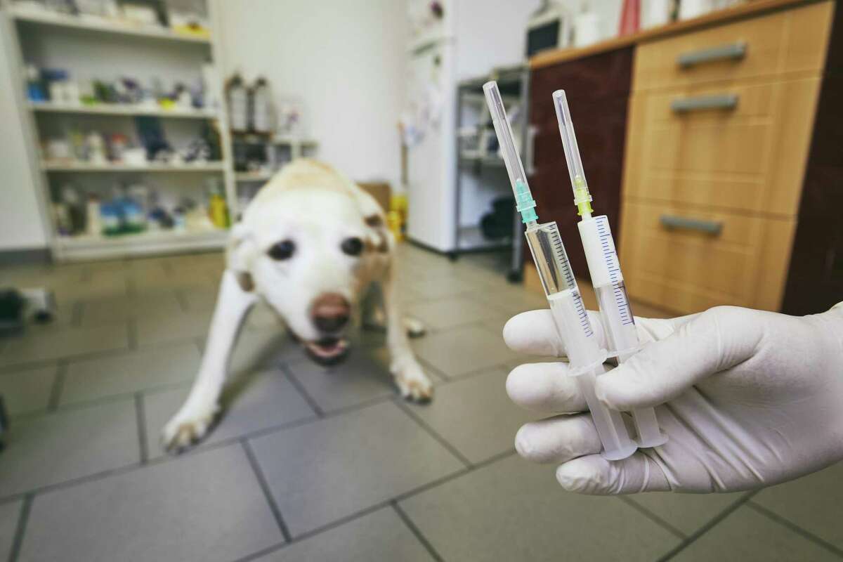 A new program is designed to take the fear out of vet visits for pets.