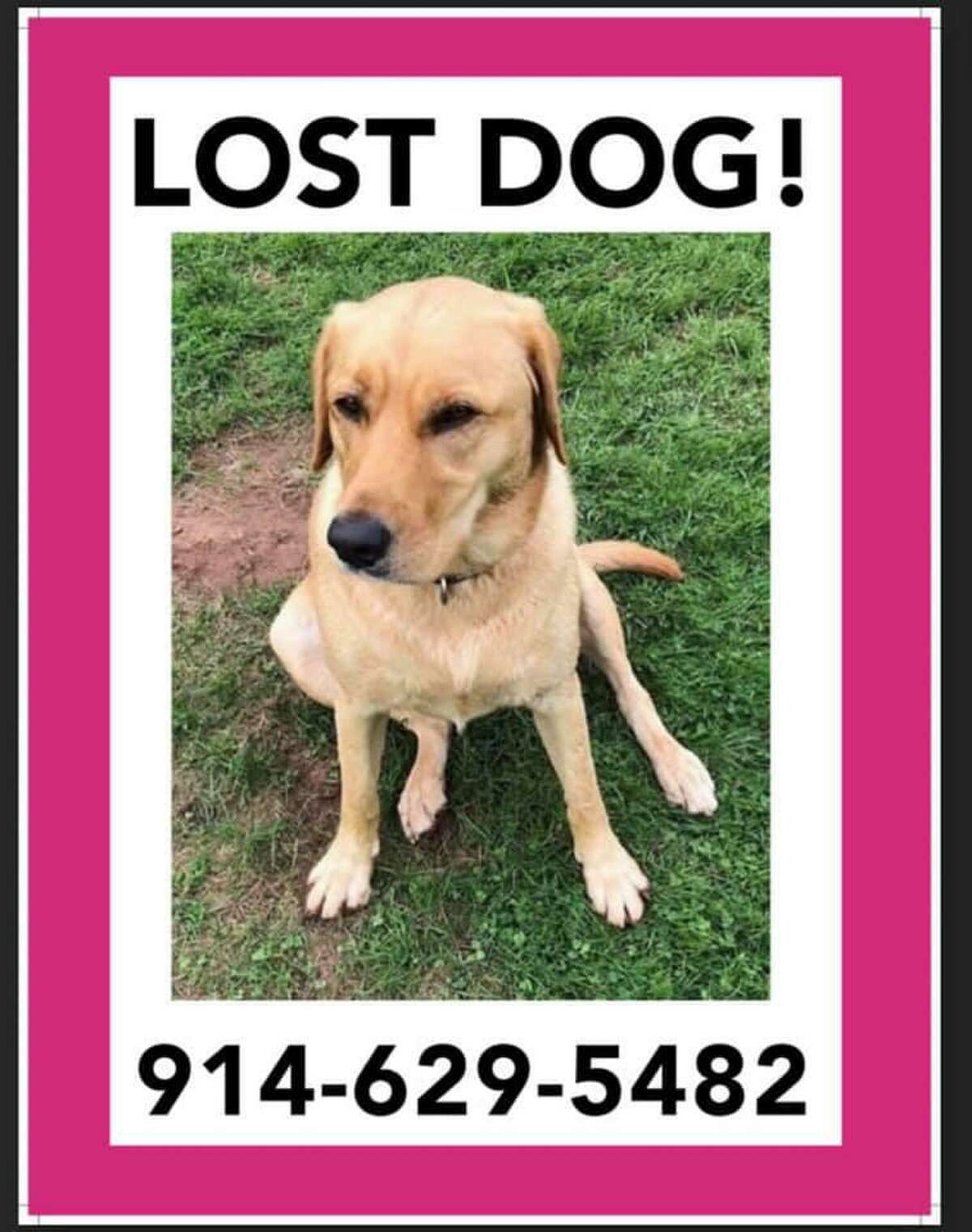 Dog walker loses Old Greenwich family’s golden Lab