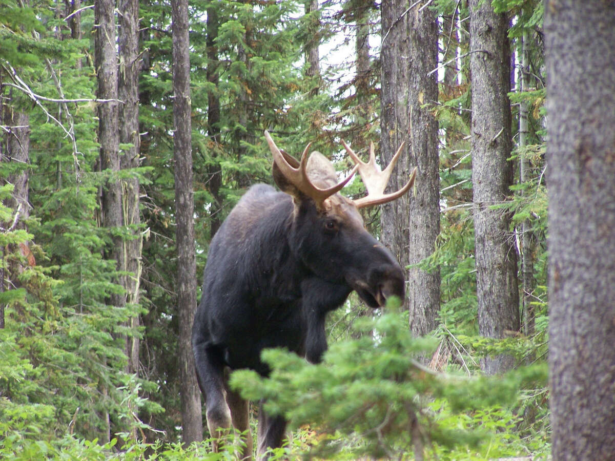 There are about 60 moose in Oregon. One was killed illegally last week.