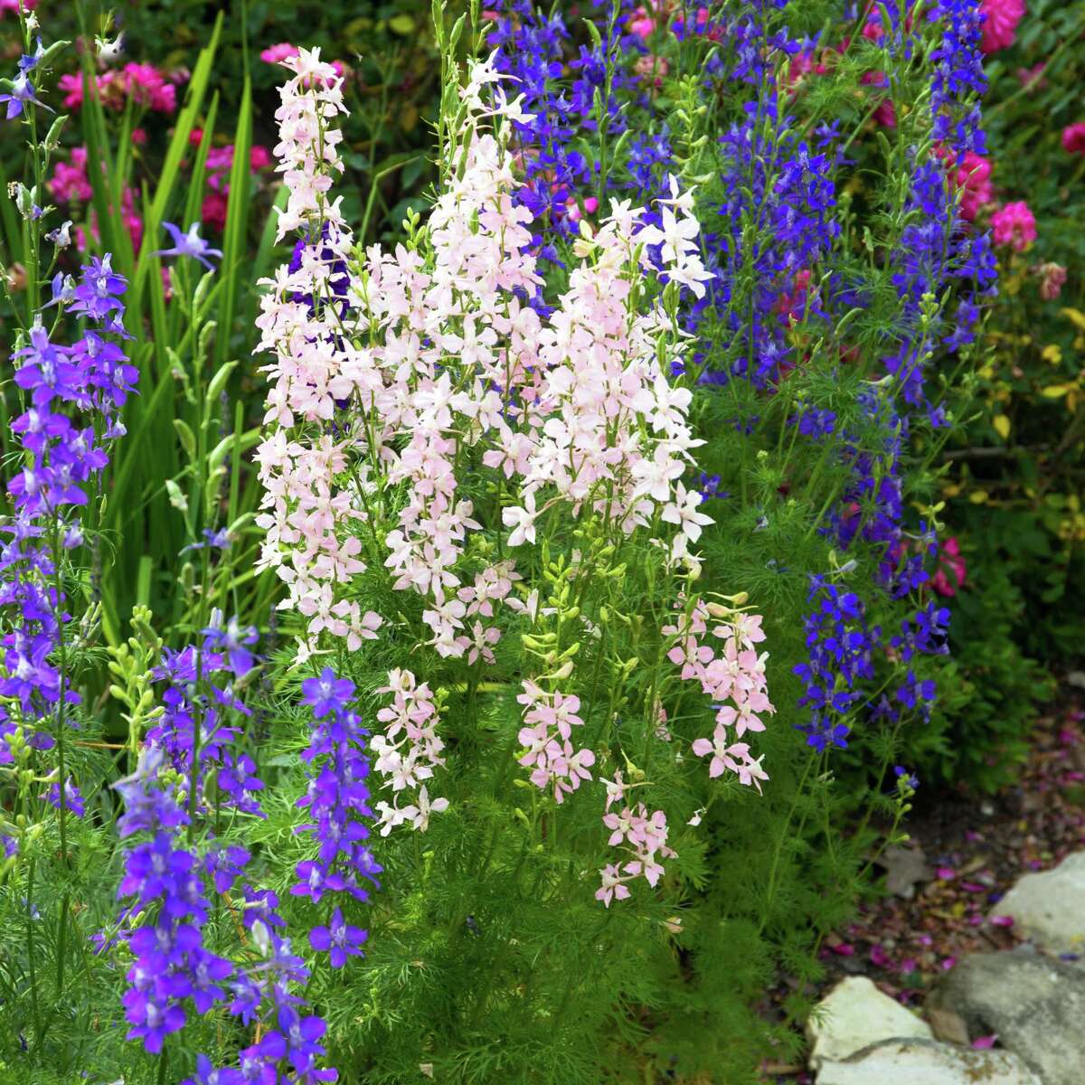 Too late now to sow larkspur seeds