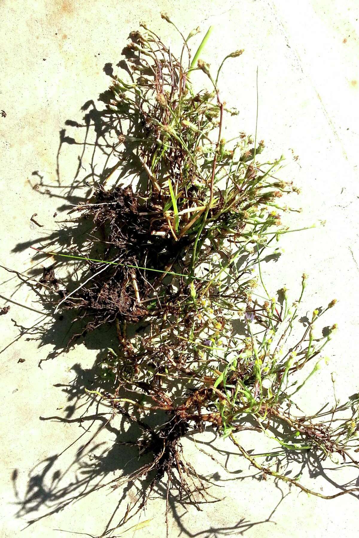 Too late now to sow larkspur seeds