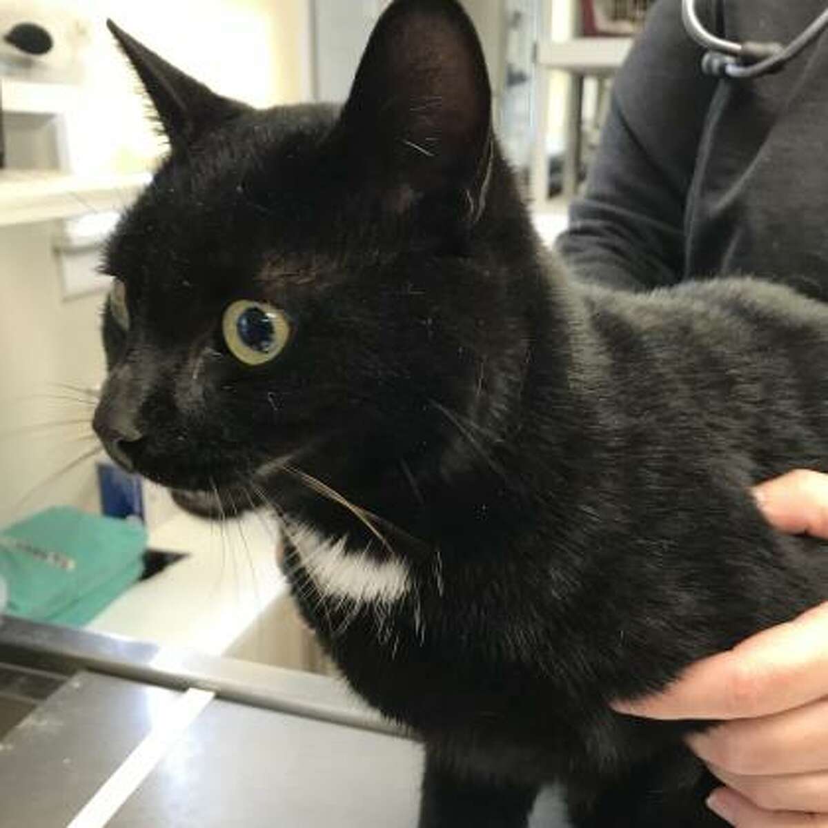 Angus is a 1-year-old male domestic shorthair mix.