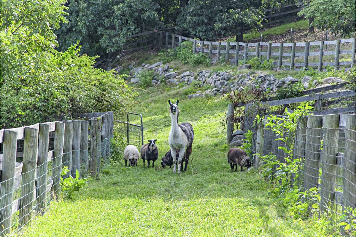 Local couple looks to bring the fun to the Millstone Farm